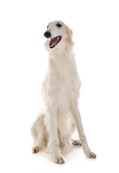 Fehér Borzoi Előtt Fehér Háttér — Stock Fotó