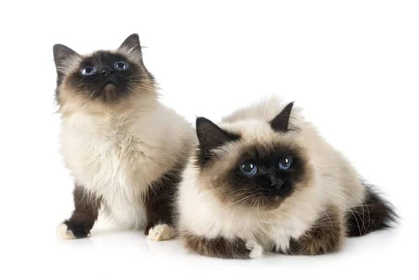 Birman Gatos Frente Fundo Branco — Fotografia de Stock