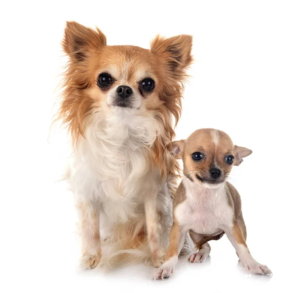 Petits Chihuahuas Face Fond Blanc — Photo