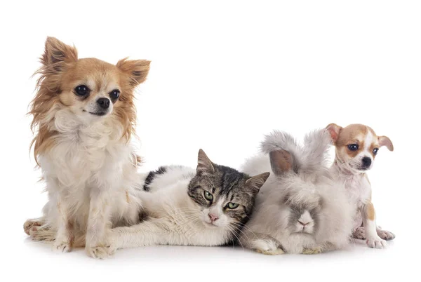 Kaninchen Katze Und Chihuahua Vor Weißem Hintergrund — Stockfoto