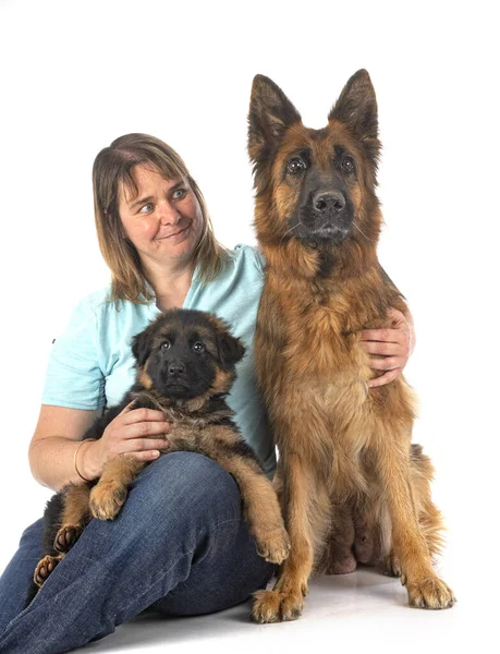 Alman Çoban Köpekleri Beyaz Arka Plandaki Kadın — Stok fotoğraf