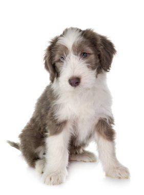 Beyaz arka planda köpek sakallı çoban köpeği