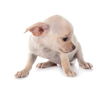 Beyaz arka planda küçük bir chihuahua