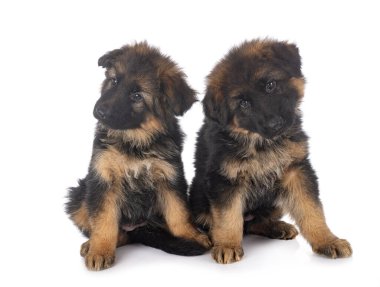 Köpek yavruları, beyaz arka planda Alman çoban köpeği.