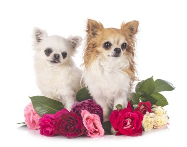 Beyaz arka planda küçük chihuahualar