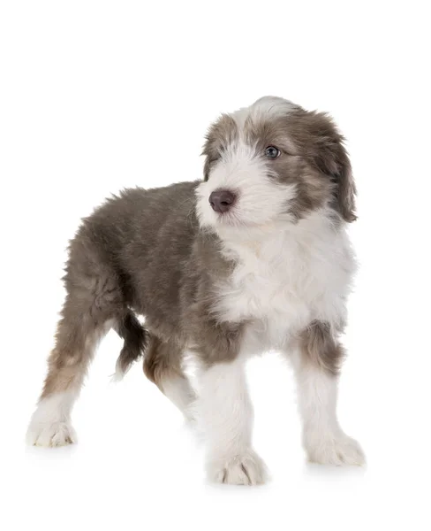 Cucciolo Barbuto Collie Fronte Sfondo Bianco — Foto Stock