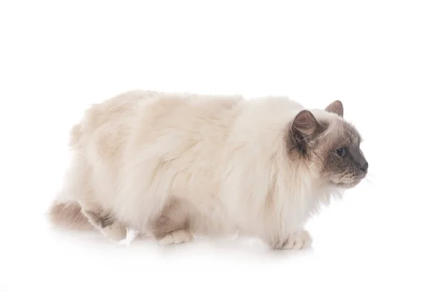 Birman Gatto Davanti Sfondo Bianco — Foto Stock