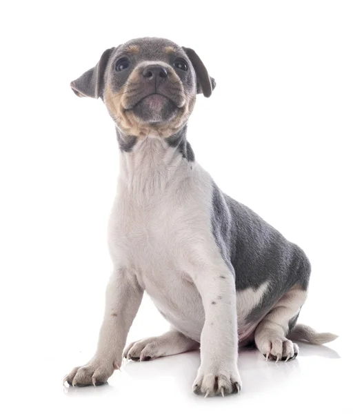 Puppy Braziliaanse Terriër Voorkant Van Witte Achtergrond — Stockfoto