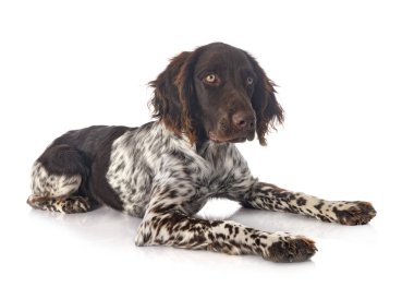 Beyaz arkaplan önünde küçük Munsterlander