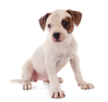 Beyaz arka planda köpek yavrusu Amerikan Bulldog 'u
