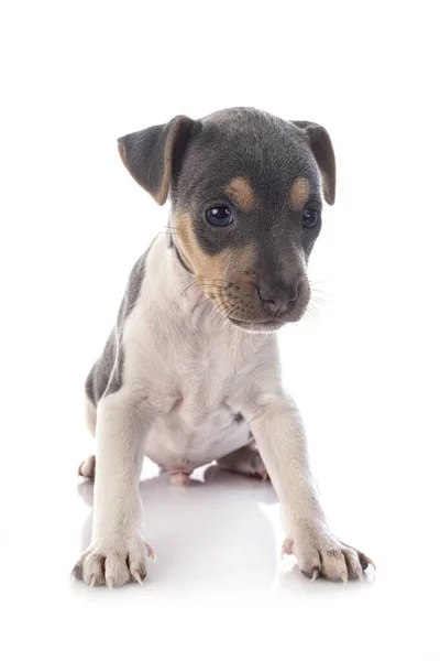 Chiot Brésilien Terrier Face Fond Blanc — Photo