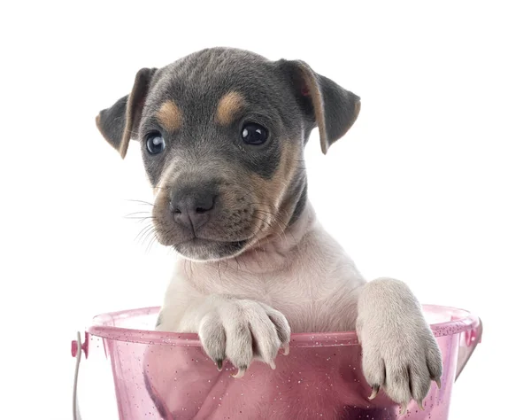 Cachorro Brasileño Terrier Frente Fondo Blanco — Foto de Stock