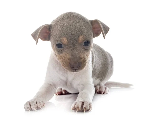Puppy Braziliaanse Terriër Voorkant Van Witte Achtergrond — Stockfoto