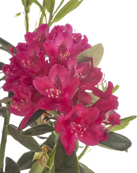 Rhododendron Rosa Frente Fundo Branco — Fotografia de Stock