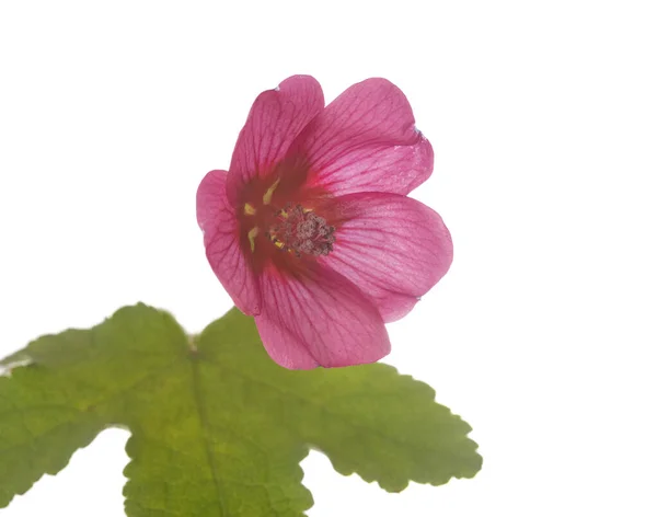 Anisodontea Rayo Frente Fundo Branco — Fotografia de Stock