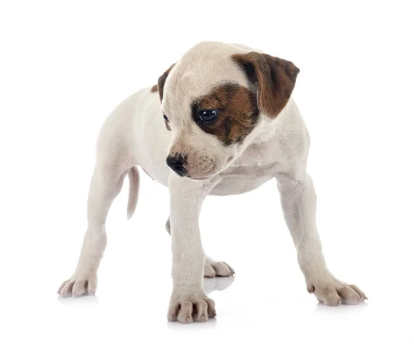 Cachorro Americano Bulldog Frente Fondo Blanco —  Fotos de Stock