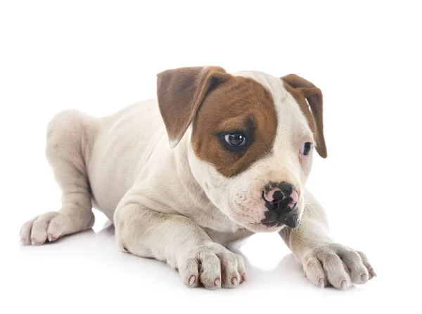 Cachorro Americano Bulldog Frente Fondo Blanco — Foto de Stock