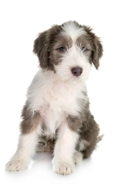 Filhote Cachorro Barbudo Collie Frente Fundo Branco — Fotografia de Stock