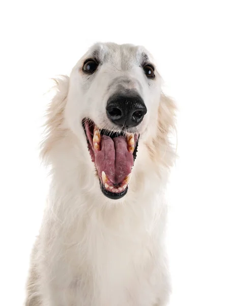 Borzoi Branco Frente Fundo Branco — Fotografia de Stock