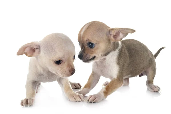 Pequeno Chihuahuas Frente Fundo Branco — Fotografia de Stock