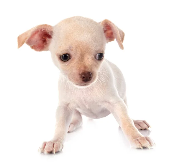 Liten Chihuahua Framför Vit Bakgrund — Stockfoto