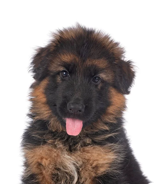 Cachorro Pastor Alemán Frente Fondo Blanco — Foto de Stock