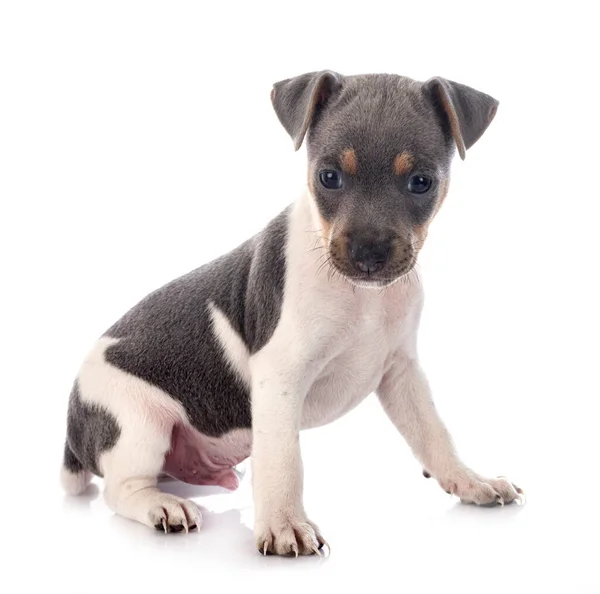 Cachorro Brasileño Terrier Frente Fondo Blanco — Foto de Stock