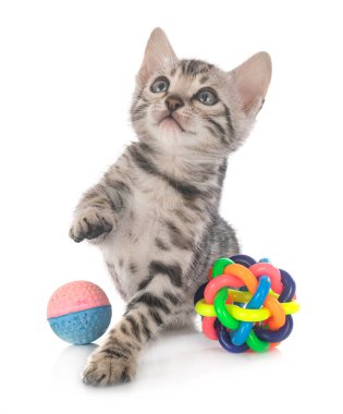 Bengal kedisi beyaz arka planda