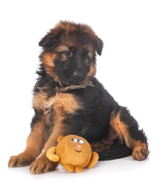 Beyaz arka planda köpek yavrusu Alman çoban köpeği.