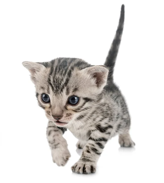 Bengal Cat Front White Background — Stock Photo, Image