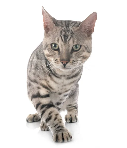 Bengal Cat Front White Background — Stock Photo, Image