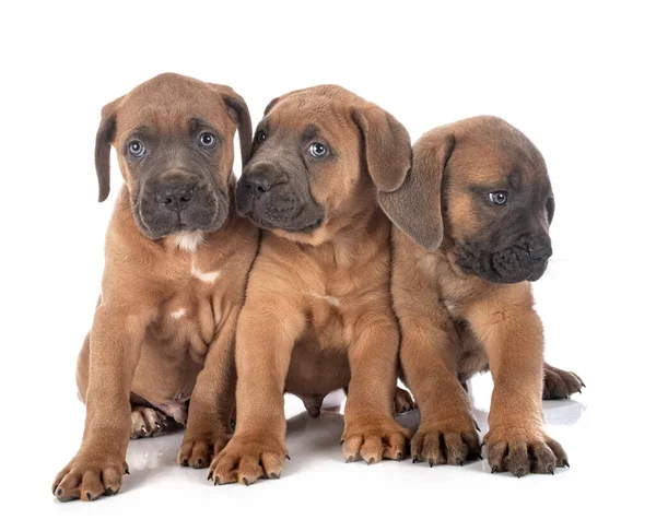 Cuccioli Mastino Italiano Davanti Sfondo Bianco — Foto Stock