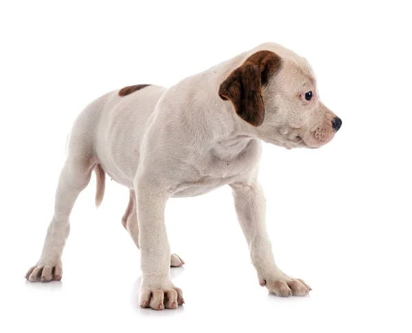 Anjing Amerika Bulldog Depan Latar Belakang Putih — Stok Foto