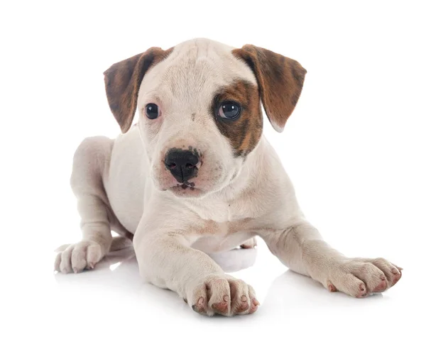 Cachorro Americano Bulldog Frente Fondo Blanco — Foto de Stock