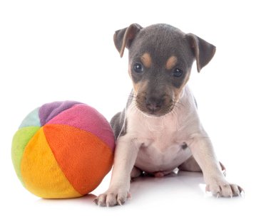 Beyaz arka planda köpek yavrusu Brezilya teriyeri