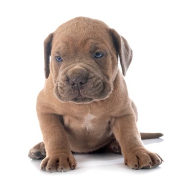 Beyaz arka planda köpek yavrusu İtalyan mastifi.