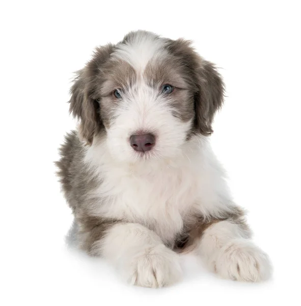 Cachorro Barbudo Collie Frente Fondo Blanco —  Fotos de Stock