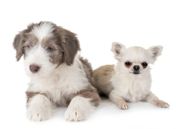 Κουτάβι Γενειοφόρος Collie Και Chihuahua Μπροστά Από Λευκό Φόντο — Φωτογραφία Αρχείου