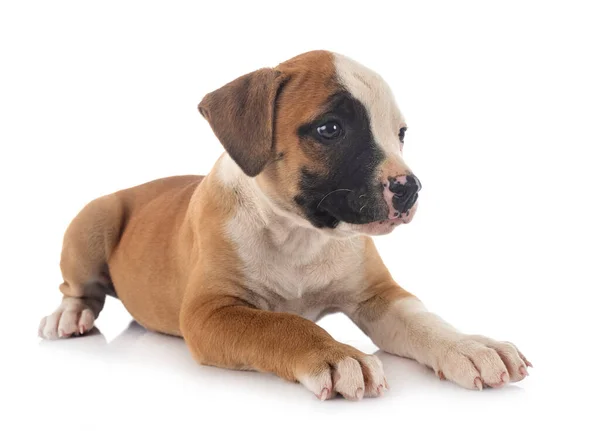 Chiot Américain Bulldog Face Fond Blanc — Photo