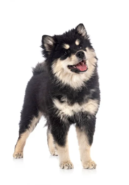 Cachorro Finlandês Lapphund Frente Fundo Branco — Fotografia de Stock