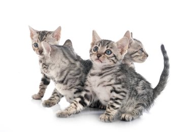 Bengal kedisi beyaz arka planda