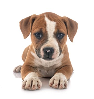 Beyaz arka planda köpek yavrusu Amerikan Bulldog 'u
