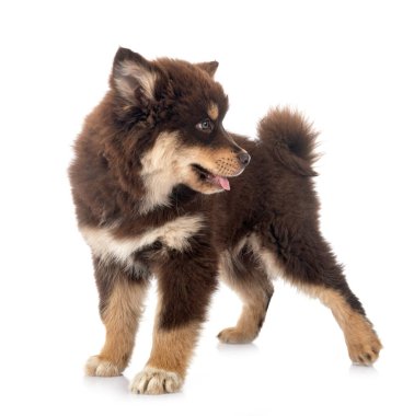 Beyaz arkaplan önünde yavru Fince Lapphund