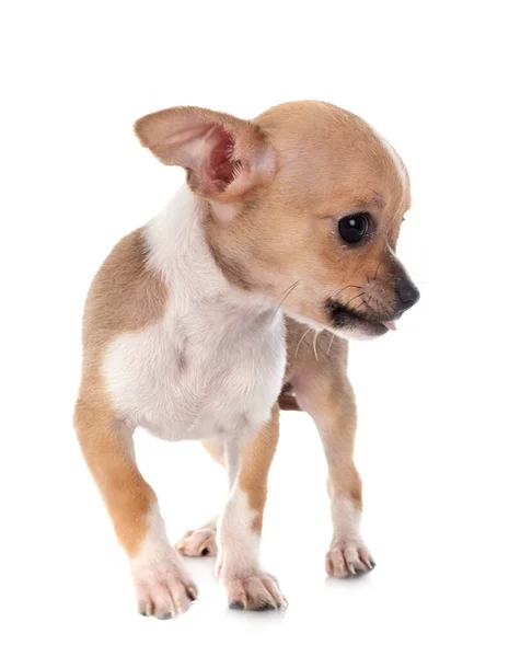 Piccolo Chihuahua Davanti Sfondo Bianco — Foto Stock