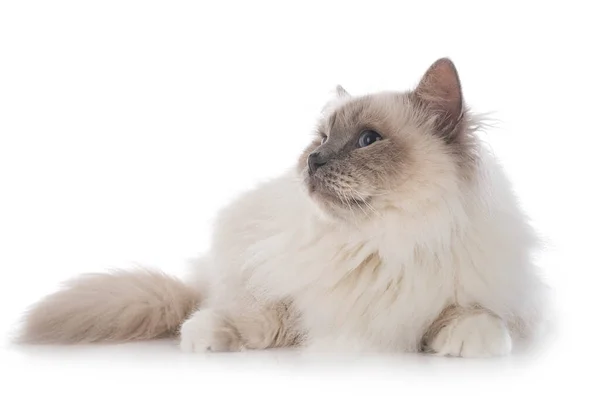 Birman Gatto Davanti Sfondo Bianco — Foto Stock