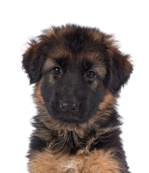 Puppy Duits Herder Voorkant Van Witte Achtergrond — Stockfoto