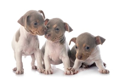 Beyaz arka planda köpek yavruları Brezilya teriyeri