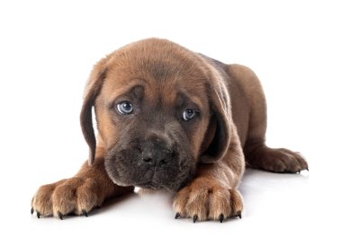 Beyaz arka planda köpek yavrusu İtalyan mastifi.