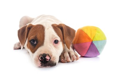 Beyaz arka planda köpek yavrusu Amerikan Bulldog 'u