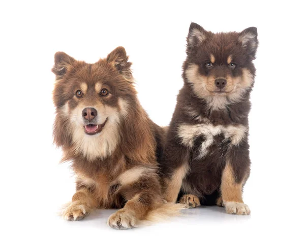 Beyaz Arkaplan Önünde Köpek Yavrusu Yetişkin Fince Lapphund — Stok fotoğraf